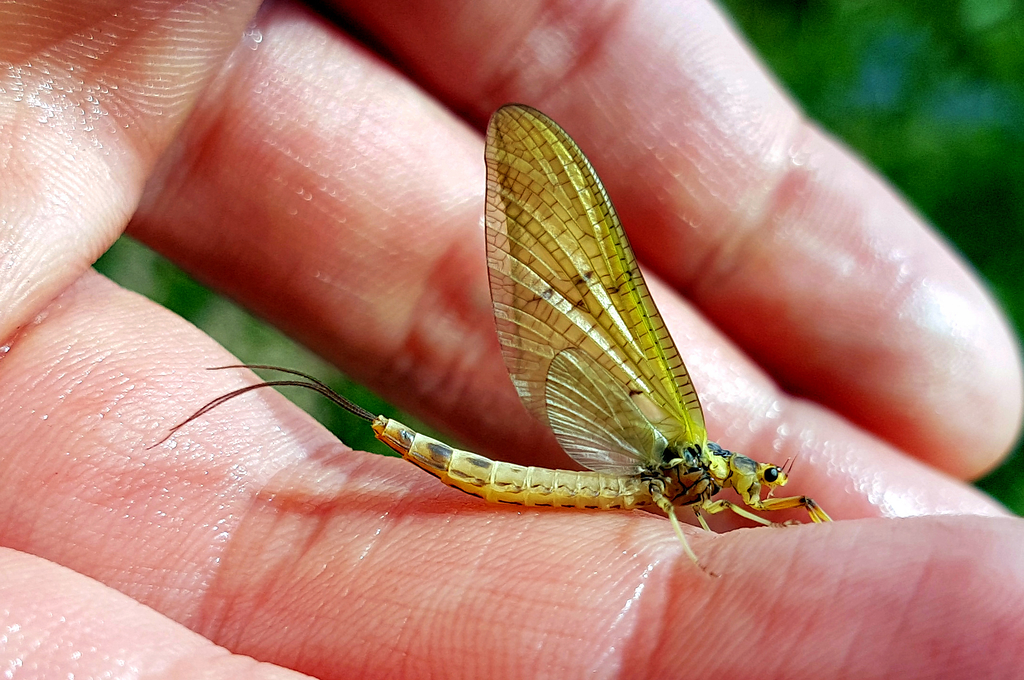 Read more about the article Concerning Mayflies (Ephemera danica) and Other Such Things…