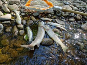 Read more about the article River Llynfi Pollution Incident and Fish Kill – August 2020