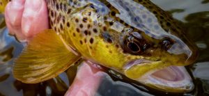 Read more about the article The Big Water
