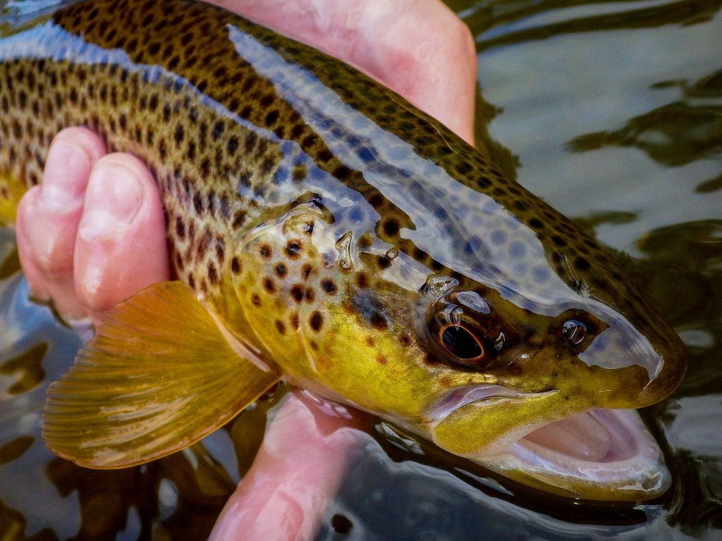 Gareth Lewis Fly Fishing River Usk Brown Trout