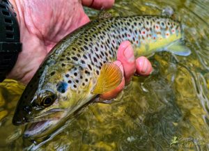 Read more about the article Late Spring Reflections