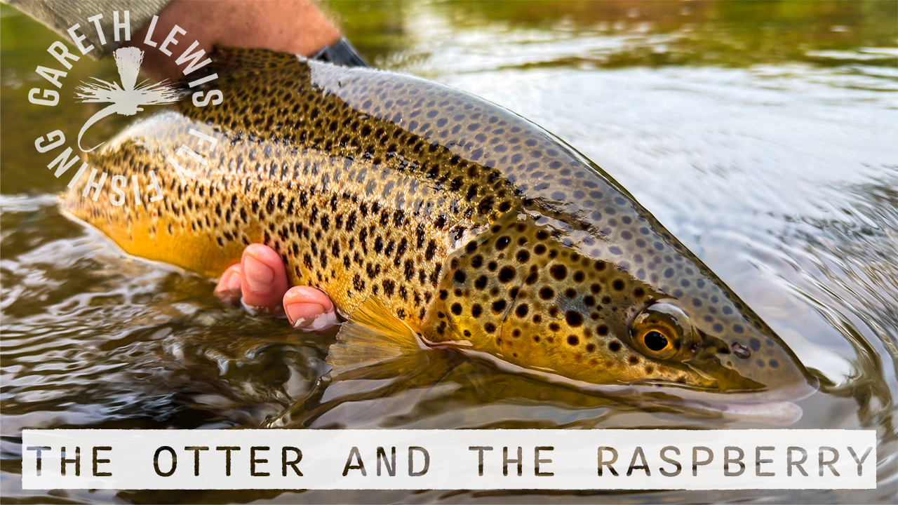 Read more about the article Musings: The Otter and The Raspberry